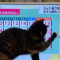 『丸が気になるにゃ！』お天気キャスターが手に持つ棒が気になる猫「…