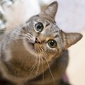 猫が『上目遣い』で見てくるときに訴えていること3つ