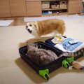 娘の修学旅行に『ついていこうとする猫』と阻止する犬…思わず笑ってし…