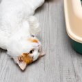 猫のトイレが臭い！と思ったら…おすすめの『消臭対策』4選　日頃のひと手…