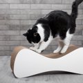 猫が急に『激しい爪研ぎ』をする理由4選　ストレスサインの可能性や対…
