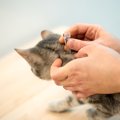 あなたの猫は大丈夫？定期的な投薬をしない飼い主が多数　理由は「猫…