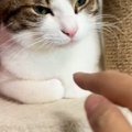 くつろいでいた猫→指を『スポッ』と突っ込んでみたら…可愛すぎるリア…