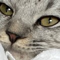 おくるみで猫を包んでみた結果…赤ちゃんのような『可愛すぎる光景』に…