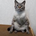 貴重な瞬間をとらえた！？コタツの上に鎮座する猫さんの格好がたまら…