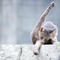 セクシーポーズの猫が誘ってくる画像5選！