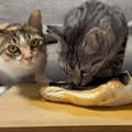 猫に『特大の焼き魚』をブレゼント→匂いを嗅いだ猫が…まさかの結末に…