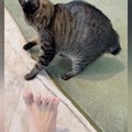 飼い主の『足の裏を見たネコ』→次の瞬間…327万再生された『衝撃のリアクシ…