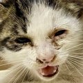 車のボンネットの中にいた『ボロボロの子猫』→保護されて10日後…驚きの変…