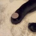 猫と『コインを使った遊び』にチャレンジ→おてての上に置いてみると……驚き…