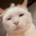 綿棒を使って猫のことを『優しくマッサージ』すると→『表情』が変化し…