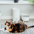 夏場は『猫のご飯』の取り扱いにご注意を！与え方・保存方法など、気をつ…