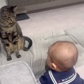 赤ちゃんにロックオンされた猫→次の瞬間『可愛すぎる行動』に……思わず笑顔…