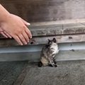 野良猫との出会いから４年、『一緒に帰ろう』と声をかけたら…まさかの光景…