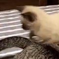 先輩猫のしっぽを『全力で追いかける子猫』を撮っていたら…あまりにも『予…