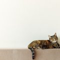 『猫ふんじゃった症候群』になると表れる症状3つ　発症する原因から取るべ…