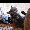 猫ちゃんとウォーターノズルの相性は？