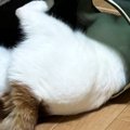 トンネルで大暴れする猫→飼い主に注意されると…「たまらなく可愛いｗ…