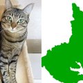 『茨城県にしか見えない猫』をSNSに投稿した結果→リプライが殺到して……