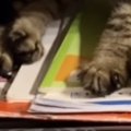 ランドセルを開けたままにして置いておくと…子猫たちがとった『可愛すぎる…