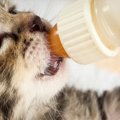 子猫のしゃぶり癖にも”おしゃぶり”が効果的？！