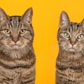 猫は『オス・メス』で性格が違う？それぞれの3つの傾向と、性別ごとの…