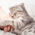 猫の「ちょっと変わった」愛情表現4選！あのいつもの行動も実は…