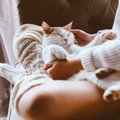 猫は飼い主を『どんな存在』だと認識しているの？　愛猫があなたに思って…