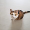 思わずつんつんしちゃう猫のパーツ６箇所