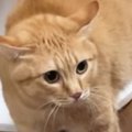『にょ～にょ～にょ～』と低い声で威嚇していた茶トラ猫→視線の先には…