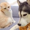 大型犬が子猫のぬいぐるみと寝ているのを発見した猫→不満げな表情を浮…