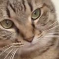 「やばい可愛すぎる」飼い主の肩に乗ったネコ…直後に見せた『まさかの甘え…