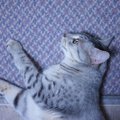 猫が飼い主さんの『足元でうろつく』のはなぜ？3つの理由と、愛猫が喜…