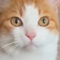 猫のお世話をするために泊まりにきてくれた友人→『朝ごはんの時間』になる…