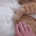 ぴったりくっついて眠る2匹の猫→飼い主が隙間に手を入れようとしたら……
