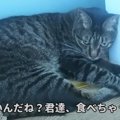 猫ちゃんが猫草を食べてくれない…ならば飼い主さんが代わりに食べちゃ…