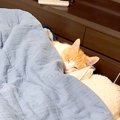 寝室に入ると、ベッドに先客が→よく見ると愛猫で…予想以上に『寝具を…