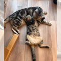 兄猫が『子猫に毛づくろい』をした結果…幸せそうな表情が可愛すぎると…