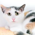 猫がリラックスできていない『生活環境』3つの特徴　すぐに見直すべき理由…