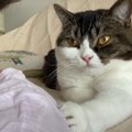 『お仕事終わった？』飼い主さんを暇そうに待つ猫さん