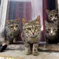 猫社会で『上下関係』はどう決まるの？犬との違いや人間との主従関係…