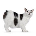 マンクスは飼いやすい？猫種の性格や飼う前の注意点・価格相場まで徹底解説