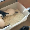 子猫5匹がご飯を食べたら…『トイレの順番待ち』をする様子が可愛すぎ…