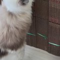 猫が引っ越し用の『大量のダンボール』を見た結果…笑ってしまう光景に１万…