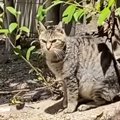 人を信用できなかった臆病な元野良猫→保護から『３年』が経つと……驚き…
