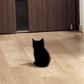 家族の帰宅を待つ『赤ちゃん猫』→ドアが開くと……とんでもなく尊い『お出迎…