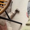 床でくつろぐ猫を撫でていたお父さん→『別の猫』がやってくると…笑ってし…