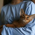 猫が『幸せな気持ち』になる飼い主の行動4つ