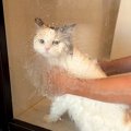 “お風呂嫌い”な長毛猫の絶望シャンプータイム→先輩猫に助けを求めた結果……