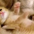 子猫ちゃんの成長記録！一生懸命な姿に心打たれる